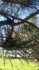 Pinus