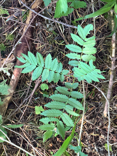 Sorbus scopulina