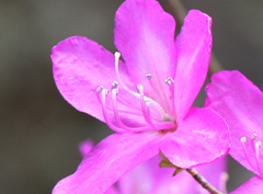 Rhododendron wadanum