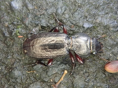 Mecodema sculpturatum