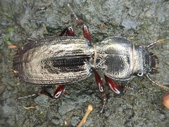 Mecodema sculpturatum
