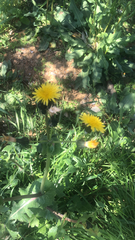 Sonchus