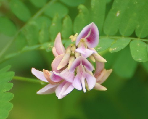 rosary pea