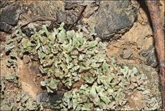 Thysanothecium scutellatum