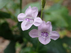 Asystasia intrusa image