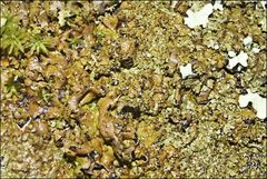 Xanthoparmelia pulla