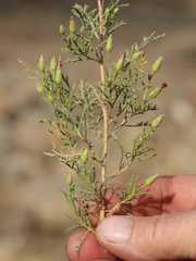 Antiphiona pinnatisecta