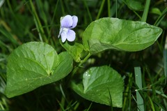 Viola canina