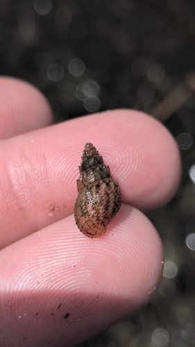 Mieniplotia scabra observed 2026-05-27
