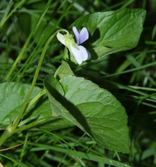 Viola canina