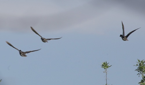 iNaturalist image