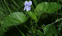 Viola canina