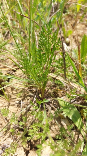 wild carrot