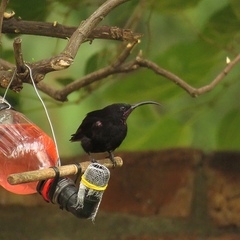 Chalcomitra amethystina amethystina