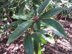 Daphniphyllum macropodum