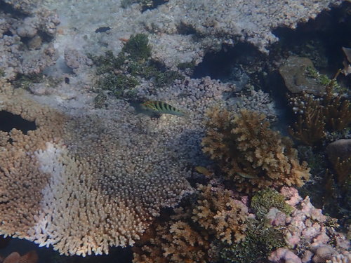 Sixbar Wrasse — seen at this dive site