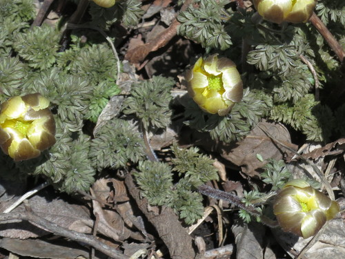 Image of Adonis amurensis by (c) Repina Tatyana, some rights reserved (CC BY)