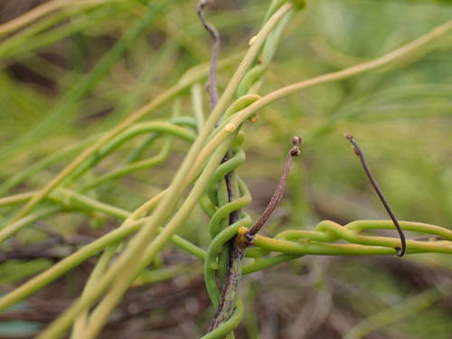 Cassytha filiformis image