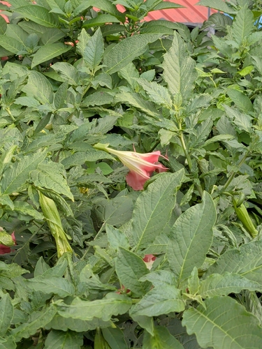 Brugmansia insignis