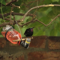 Chalcomitra amethystina amethystina