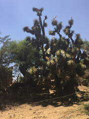 Yucca decipiens