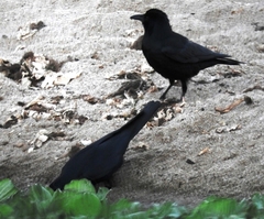 Corvus sinaloae