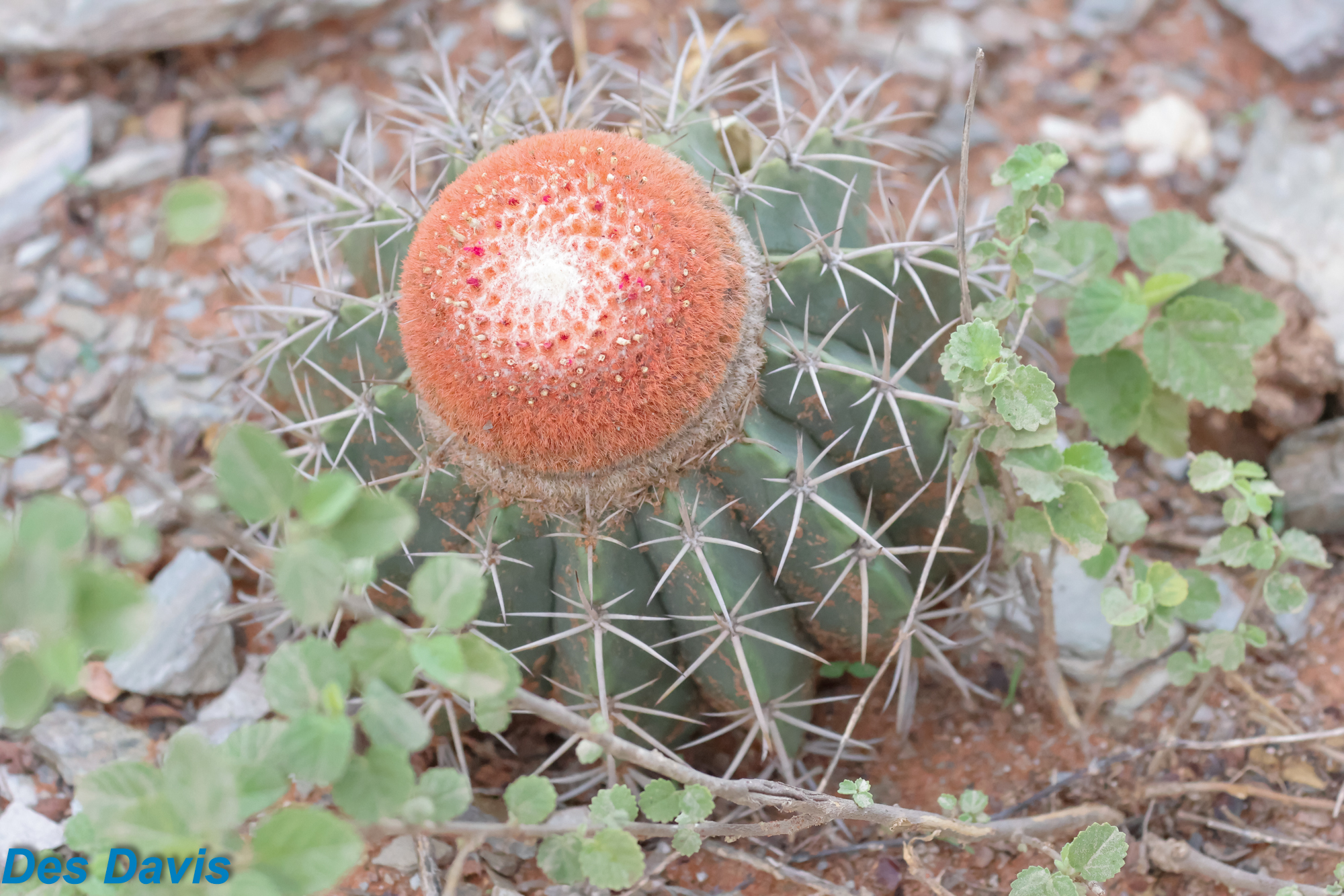 Melocactus zehntneri