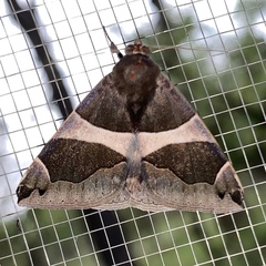 Poaphilini