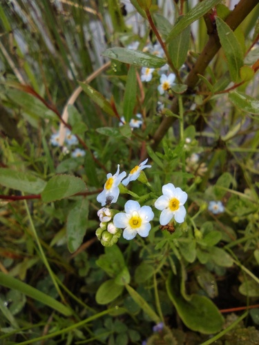 water forget-me-not