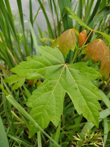 Silver Maple