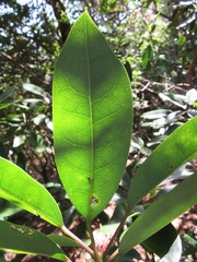 Daphniphyllum macropodum