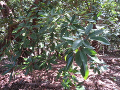 Daphniphyllum macropodum