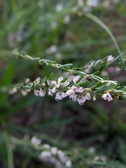 Lespedeza juncea