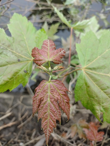 Silver Maple
