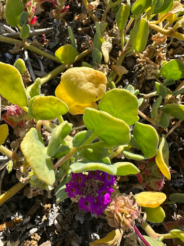 Abronia maritima, photograph 5