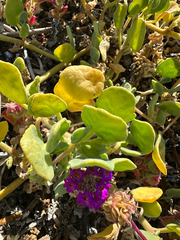 Abronia maritima, photograph (c) Melanie J. Davis, some rights reserved (CC BY)