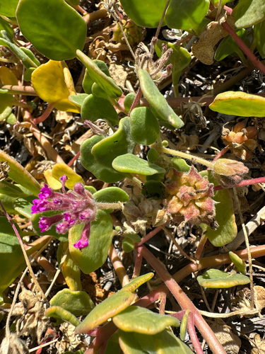 Abronia maritima, photograph 6