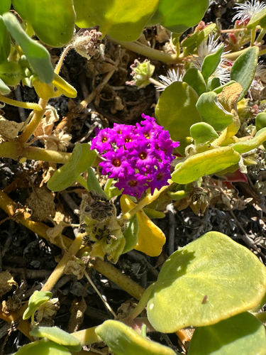 Abronia maritima, photograph 4