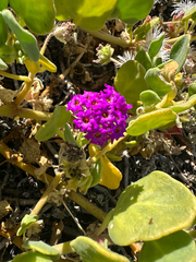 Abronia maritima, photograph (c) Melanie J. Davis, some rights reserved (CC BY)