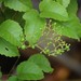 Three-Leaved Wild Vine - Photo (c) Shiwalee Samant, some rights reserved (CC BY-NC), uploaded by Shiwalee Samant