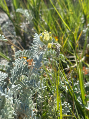 Astragalus miguelensis, photograph (c) Melanie J. Davis, some rights reserved (CC BY)
