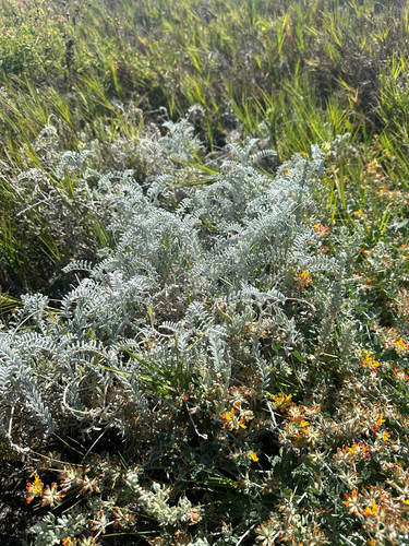 Astragalus miguelensis, photograph 2