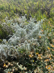 Astragalus miguelensis, photograph (c) Melanie J. Davis, some rights reserved (CC BY)