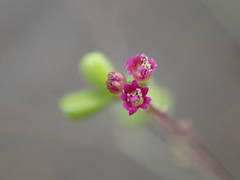 Boerhavia diffusa image