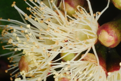 Syzygium comorense