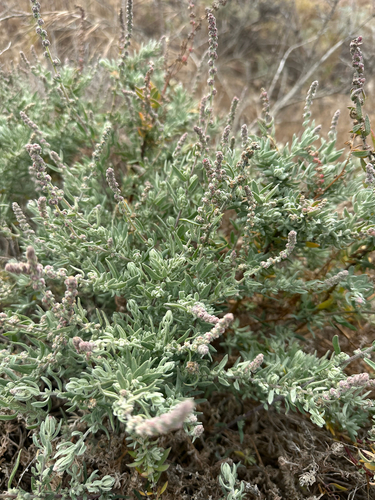 Extriplex californica, photograph 6