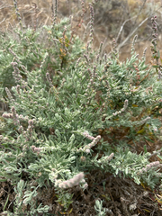 Extriplex californica, photograph (c) Melanie J. Davis, some rights reserved (CC BY)