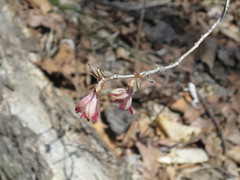 Lonicera praeflorens