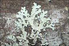 Austroparmelina pseudorelicina