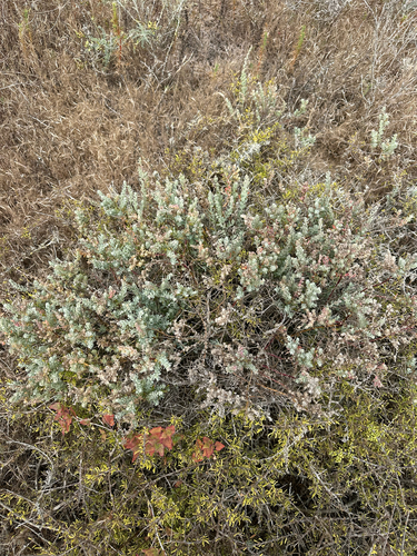 Extriplex californica, photograph 3